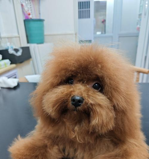 泰迪犬换毛周期及相关护理技巧（探寻泰迪犬换毛周期，让你的宠物宾至如归）(图1)