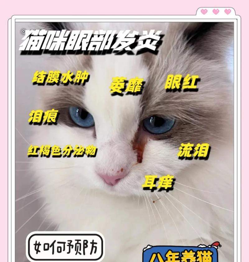 小猫眼睛发炎，需要多久才能好？（猫眼睛发炎的原因、症状和治疗方法及预防）(图2)