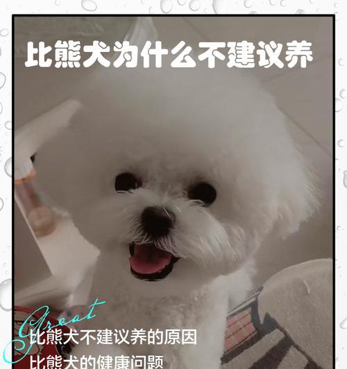 养一只比熊犬需要多少钱？（了解比熊犬饲养的成本及开支情况）(图2)