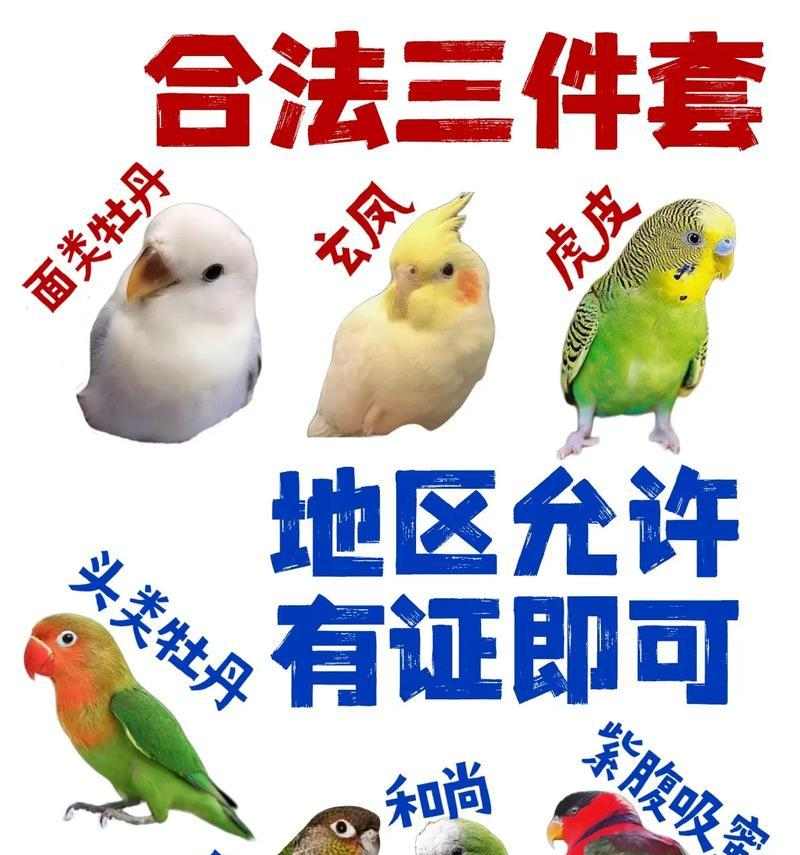 饲养鹦鹉的正确方法（打造舒适的生活环境，关注饮食和健康）(图3)