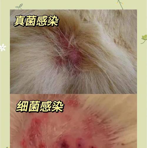 了解和治疗狗狗的皮肤病(掌握区分各种宠物皮肤病的方法,以及有效的治疗方法)(图1) 了解和治疗狗狗的皮肤病(掌握区分各种宠物皮肤病的方法,以及有效的治疗方法)(图1)