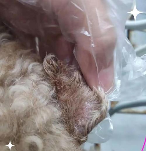 了解和治疗狗狗的皮肤病(掌握区分各种宠物皮肤病的方法,以及有效的治疗方法)(图2) 了解和治疗狗狗的皮肤病(掌握区分各种宠物皮肤病的方法,以及有效的治疗方法)(图2)