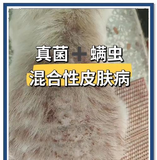 了解和治疗狗狗的皮肤病(掌握区分各种宠物皮肤病的方法,以及有效的治疗方法)(图3) 了解和治疗狗狗的皮肤病(掌握区分各种宠物皮肤病的方法,以及有效的治疗方法)(图3)