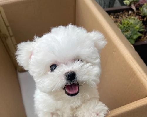 养一只比熊犬需要多少钱？（了解比熊犬饲养的成本及开支情况）(图3)