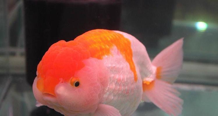 金鱼不会游了，是什么病？（探究金鱼不会游