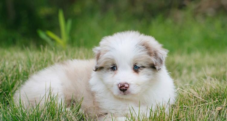 丁香边牧（以智慧、忠诚和活力闻名的丁香边牧犬）(图2)