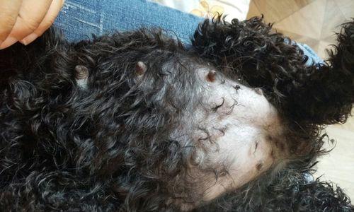 泰迪怀孕最早症状揭秘（探寻泰迪宝宝即将降临的先兆）(图2)