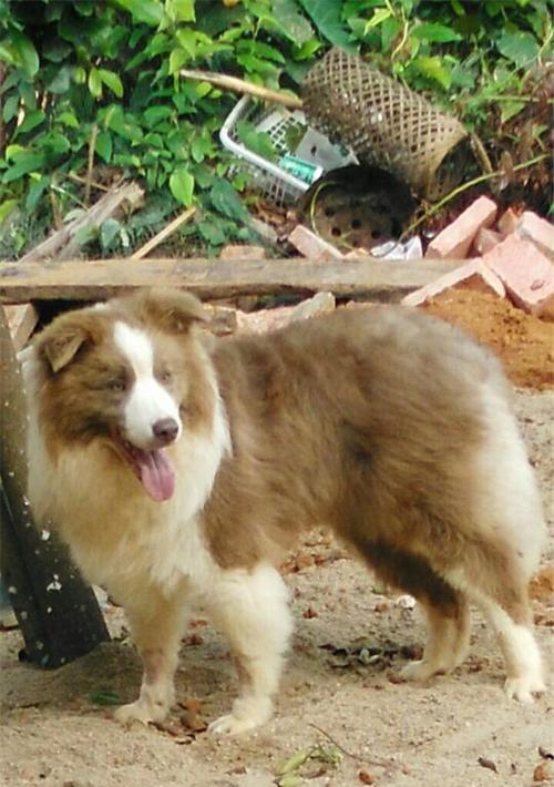 丁香边牧（以智慧、忠诚和活力闻名的丁香边牧犬）(图1)