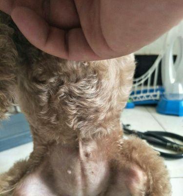 泰迪怀孕最早症状揭秘（探寻泰迪宝宝即将降临的先兆）(图1)