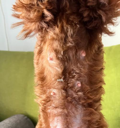 泰迪怀孕最早症状揭秘（探寻泰迪宝宝即将降临的先兆）(图3)