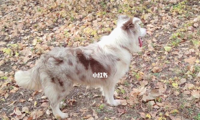 丁香边牧（以智慧、忠诚和活力闻名的丁香边牧犬）(图3)