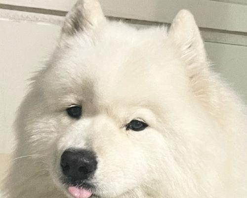 幼犬为什么喜欢咬拖鞋？（探究幼犬喜欢咬拖鞋的原因及解决方法）(图2)