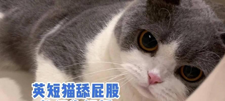 动物舔的奥秘(探索动物舔行为的原因和意义)(图3) 动物舔的奥秘(探索动物舔行为的原因和意义)(图3)