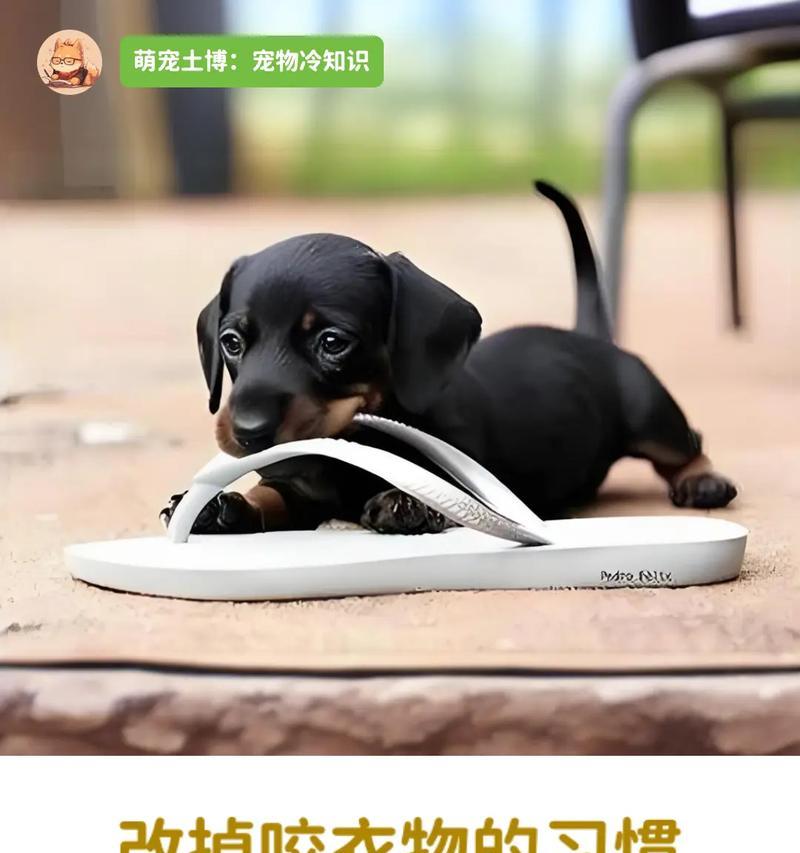 幼犬为什么喜欢咬拖鞋？（探究幼犬喜欢咬拖鞋的原因及解决方法）(图3)