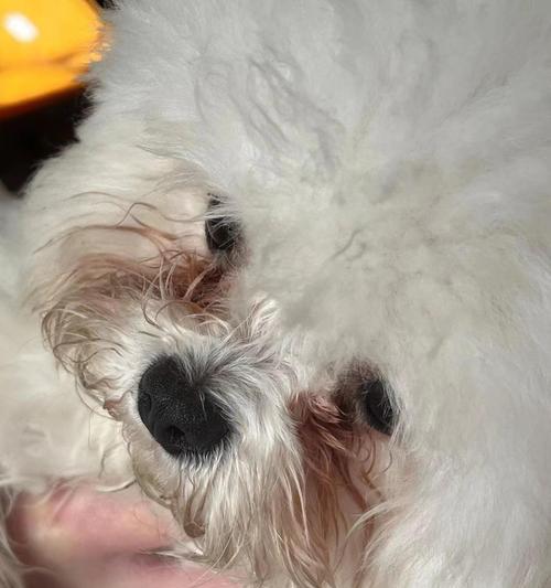 有效解决狗的泪痕问题的食物（以狗吃什么除泪痕？探究营养与健康的）(图3)