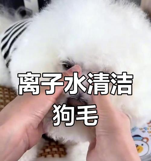 有效解决狗的泪痕问题的食物（以狗吃什么除