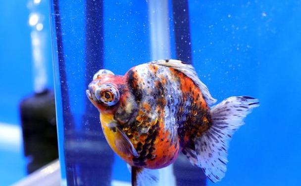 金鱼不会游了,是什么病?(探究金鱼不会游的原因及治疗方法)(图3) 金鱼不会游了,是什么病?(探究金鱼不会游的原因及治疗方法)(图3)