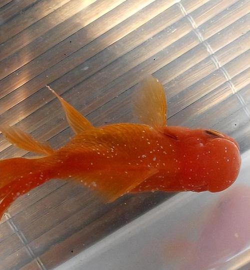 金鱼不会游了,是什么病?(探究金鱼不会游的原因及治疗方法)(图2) 金鱼不会游了,是什么病?(探究金鱼不会游的原因及治疗方法)(图2)