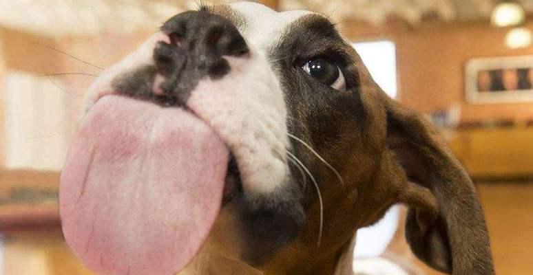 动物舔的奥秘(探索动物舔行为的原因和意义)(图2) 动物舔的奥秘(探索动物舔行为的原因和意义)(图2)