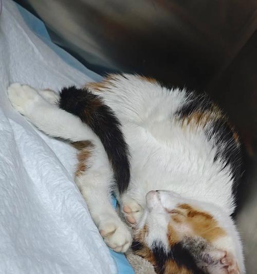 动物舔的奥秘（探索动物舔行为的原因和意义