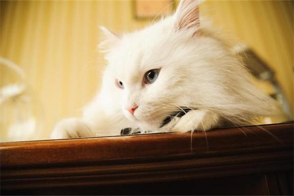 猫尿味很大是不是有病？(图2)