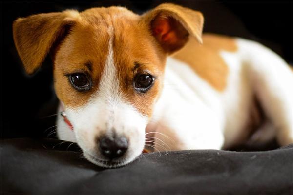 狗狗老是舔腿上的毛怎么回事？(图2)