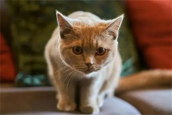 夏天可以给猫咪喝冰水降温吗？(图2)