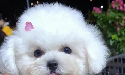 《毛发剃光的比熊狗两岁后能否重获爆毛？》（从无毛到爆毛，比熊狗恢复蓬松毛发的秘密揭秘！）(图1)