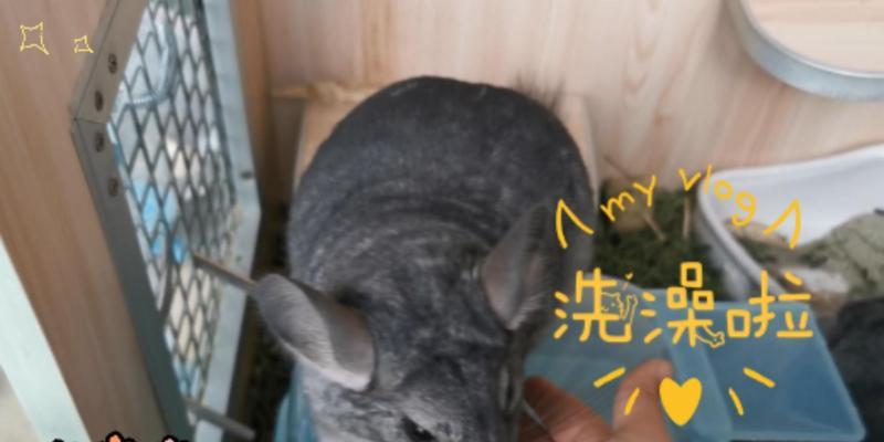 龙猫妈妈的洗澡时间和注意事项（了解龙猫妈妈洗澡的频率和正确的方法）(图1)