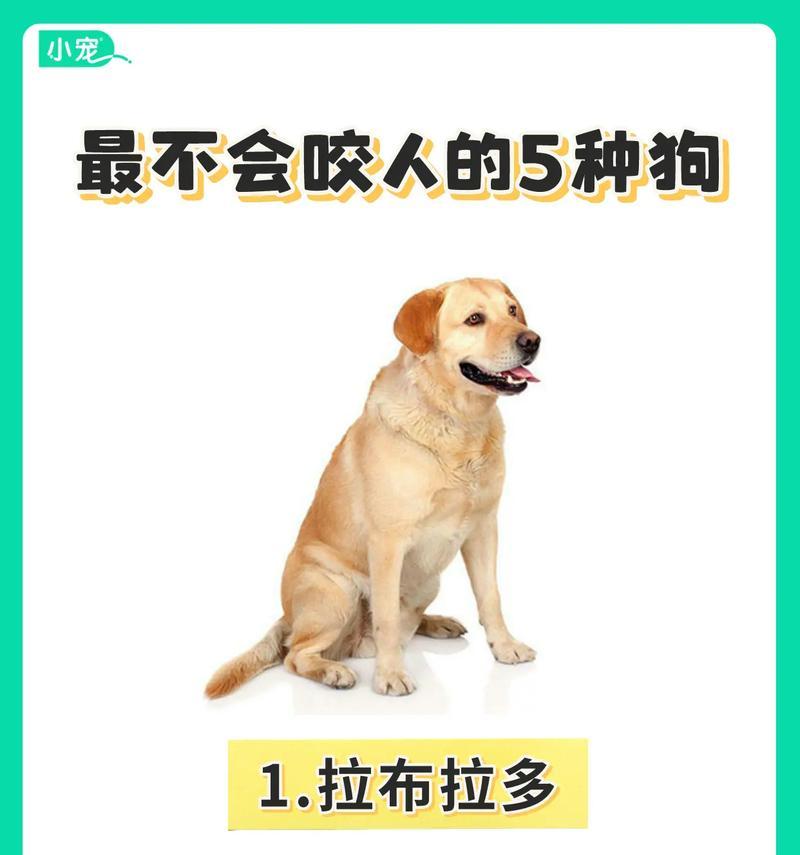 宠物狗价格盘点（探究6种常见狗狗的价格，让你明智选择）(图1)