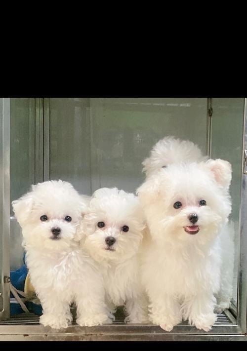 《毛发剃光的比熊狗两岁后能否重获爆毛？》（从无毛到爆毛，比熊狗恢复蓬松毛发的秘密揭秘！）(图2)