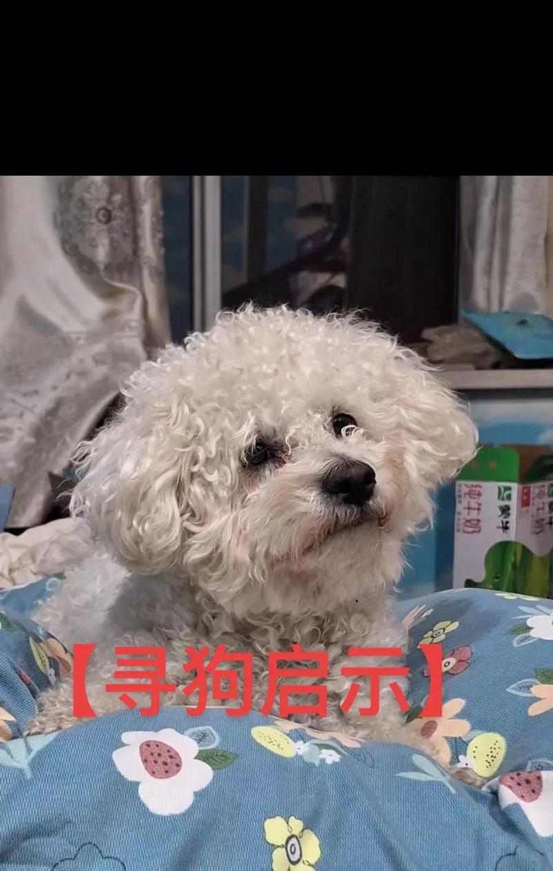 《毛发剃光的比熊狗两岁后能否重获爆毛？》（从无毛到爆毛，比熊狗恢复蓬松毛发的秘密揭秘！）(图3)