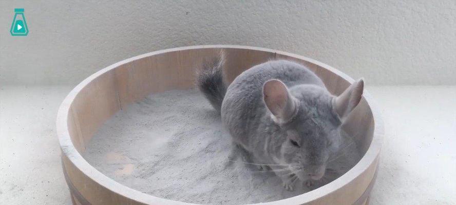 龙猫妈妈的洗澡时间和注意事项（了解龙猫妈妈洗澡的频率和正确的方法）(图3)