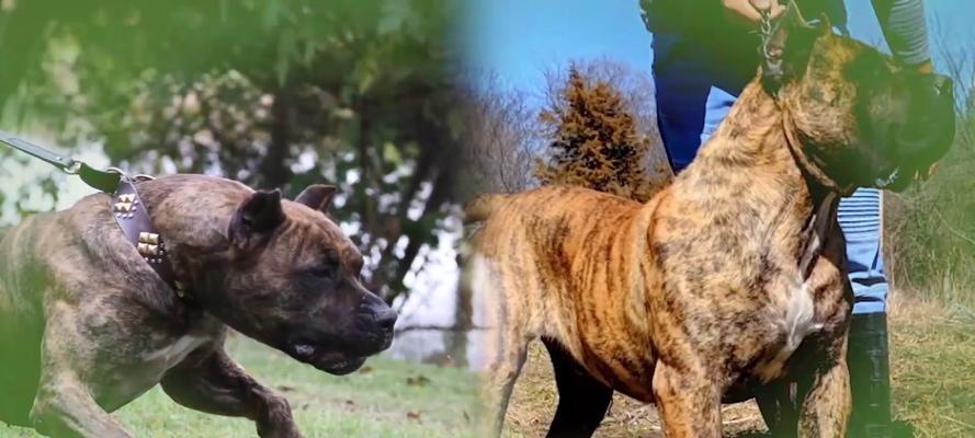 世上最凶猛的十大恶犬(揭秘恶名在外的恶犬群体,藏獒在其中独树一帜)(图2) 世上最凶猛的十大恶犬(揭秘恶名在外的恶犬群体,藏獒在其中独树一帜)(图2)