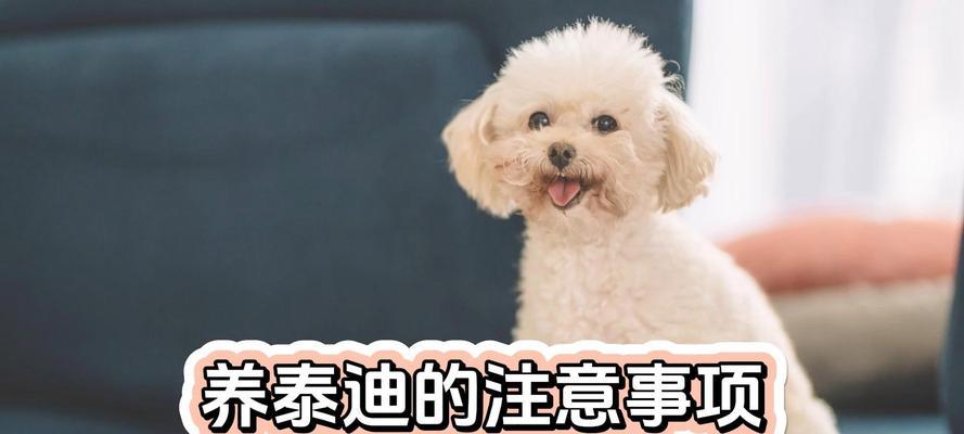 秋季饲养泰迪的注意事项(关爱宠物健康,合理照料泰迪的秋季饲养要点)(图2) 秋季饲养泰迪的注意事项(关爱宠物健康,合理照料泰迪的秋季饲养要点)(图2)