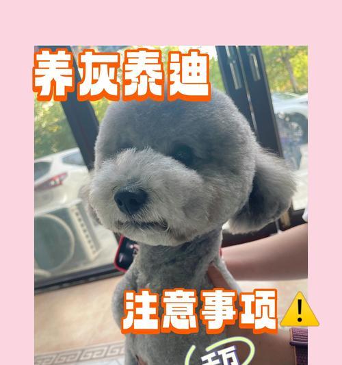 秋季饲养泰迪的注意事项(关爱宠物健康,合理照料泰迪的秋季饲养要点)(图3) 秋季饲养泰迪的注意事项(关爱宠物健康,合理照料泰迪的秋季饲养要点)(图3)