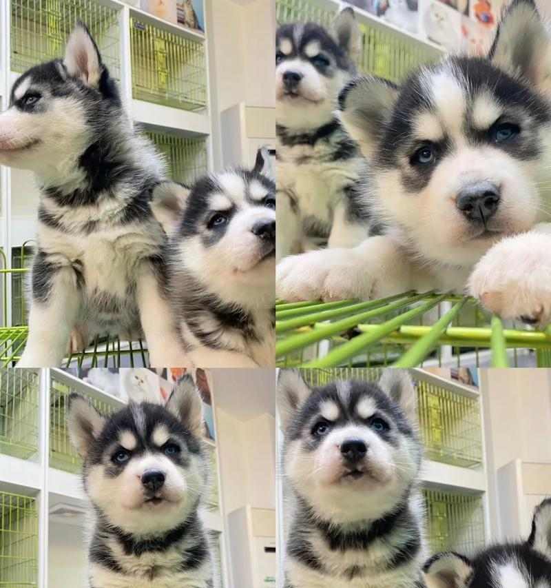 哈士奇驱虫时间和注意事项(科学驱虫,守护爱宠健康)(图1) 哈士奇驱虫时间和注意事项(科学驱虫,守护爱宠健康)(图1)