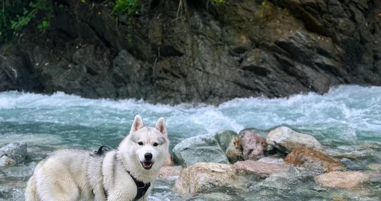 哈士奇驱虫时间和注意事项(科学驱虫,守护爱宠健康)(图3) 哈士奇驱虫时间和注意事项(科学驱虫,守护爱宠健康)(图3)