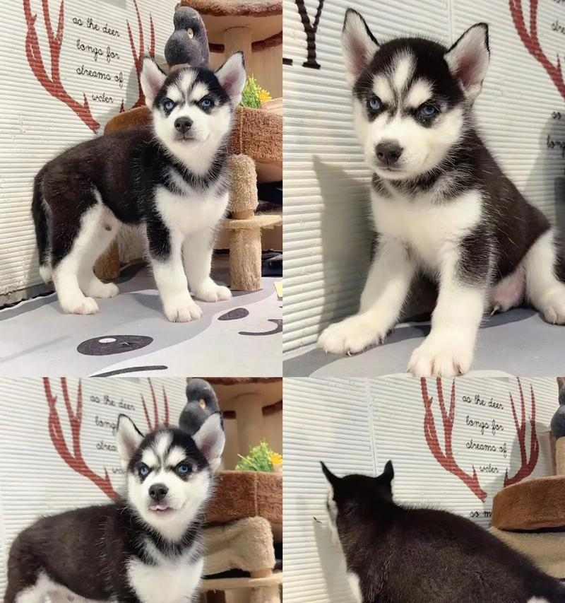 哈士奇驱虫时间和注意事项(科学驱虫,守护爱宠健康)(图2) 哈士奇驱虫时间和注意事项(科学驱虫,守护爱宠健康)(图2)