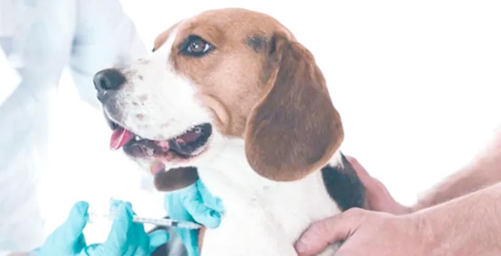 预防与治疗狗狗冠状病毒的方法（保护宠物狗免受冠状病毒感染的有效措施）(图2)