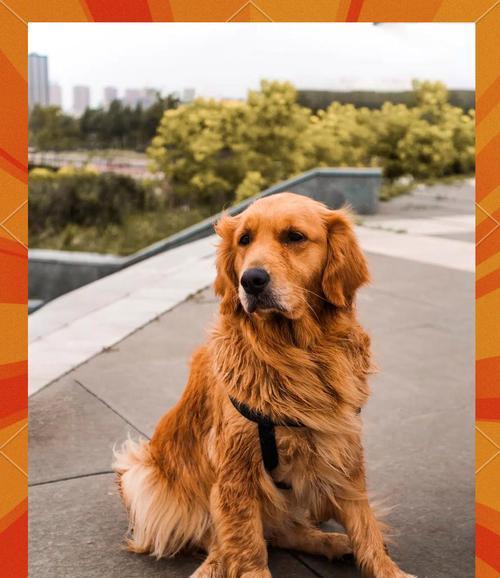 金毛犬的美毛食谱及喂养技巧(让你的金毛拥有健康亮丽的毛发,关键是科学合理的饮食)(图3) 金毛犬的美毛食谱及喂养技巧(让你的金毛拥有健康亮丽的毛发,关键是科学合理的饮食)(图3)