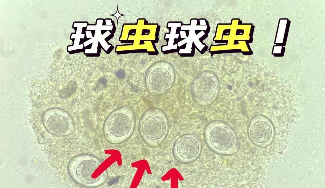 以犬球虫病治疗需要多长时间?(病情严重程度决定治疗时间)(图3) 以犬球虫病治疗需要多长时间?(病情严重程度决定治疗时间)(图3)