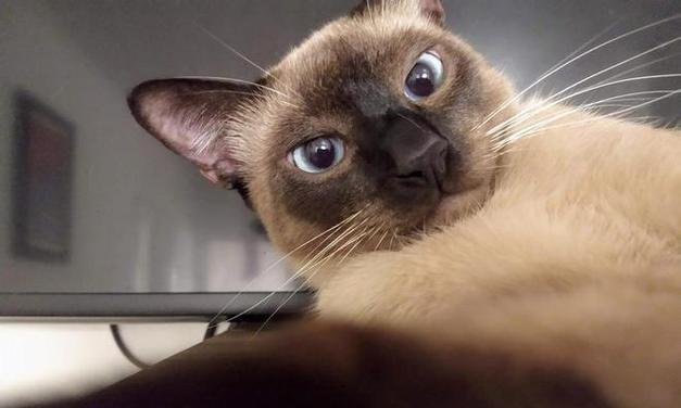 暹罗猫呕吐食物的原因及处理方法(探究暹罗猫呕吐食物的可能原因,以及应对方法)(图3) 暹罗猫呕吐食物的原因及处理方法(探究暹罗猫呕吐食物的可能原因,以及应对方法)(图3)