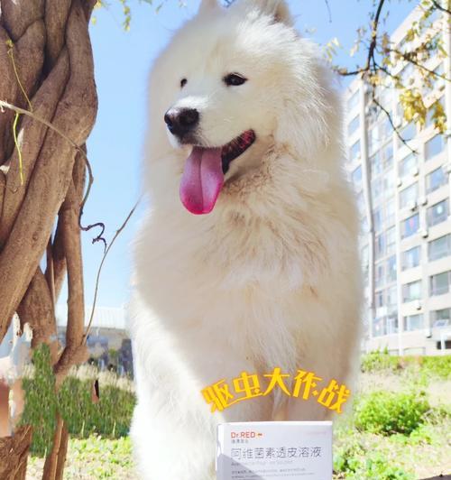 7个月萨摩多体外驱虫全攻略(为宠物的健康保驾护航!)(图3) 7个月萨摩多体外驱虫全攻略(为宠物的健康保驾护航!)(图3)