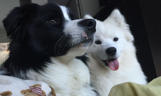 7个月萨摩多体外驱虫全攻略(为宠物的健康保驾护航!)(图1) 7个月萨摩多体外驱虫全攻略(为宠物的健康保驾护航!)(图1)