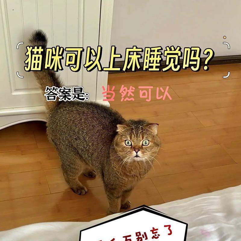 如何训练猫咪不上床(有效方法和关键技巧教你让猫咪不再在床上乱蹦)(图3) 如何训练猫咪不上床(有效方法和关键技巧教你让猫咪不再在床上乱蹦)(图3)