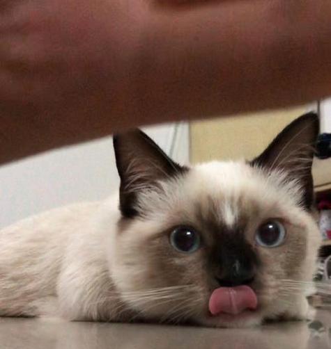 暹罗猫呕吐食物的原因及处理方法(探究暹罗猫呕吐食物的可能原因,以及应对方法)(图1) 暹罗猫呕吐食物的原因及处理方法(探究暹罗猫呕吐食物的可能原因,以及应对方法)(图1)