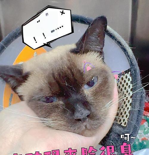 暹罗猫呕吐食物的原因及处理方法(探究暹罗猫呕吐食物的可能原因,以及应对方法)(图2) 暹罗猫呕吐食物的原因及处理方法(探究暹罗猫呕吐食物的可能原因,以及应对方法)(图2)