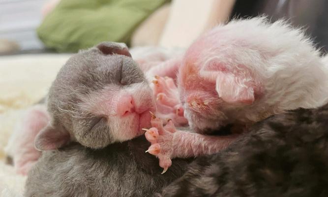 了解以德文卷毛猫的生育周期（探索以德文卷