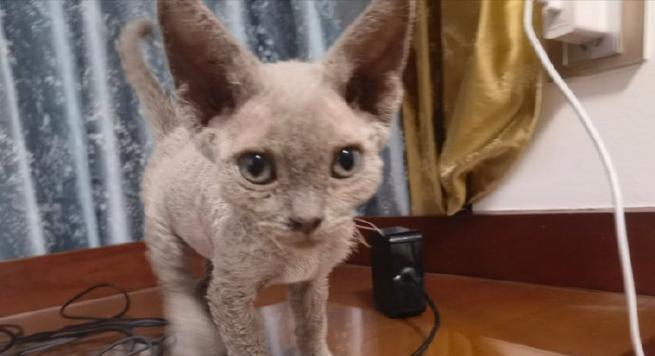 了解以德文卷毛猫的生育周期(探索以德文卷毛猫的繁殖特点和时间)(图2) 了解以德文卷毛猫的生育周期(探索以德文卷毛猫的繁殖特点和时间)(图2)